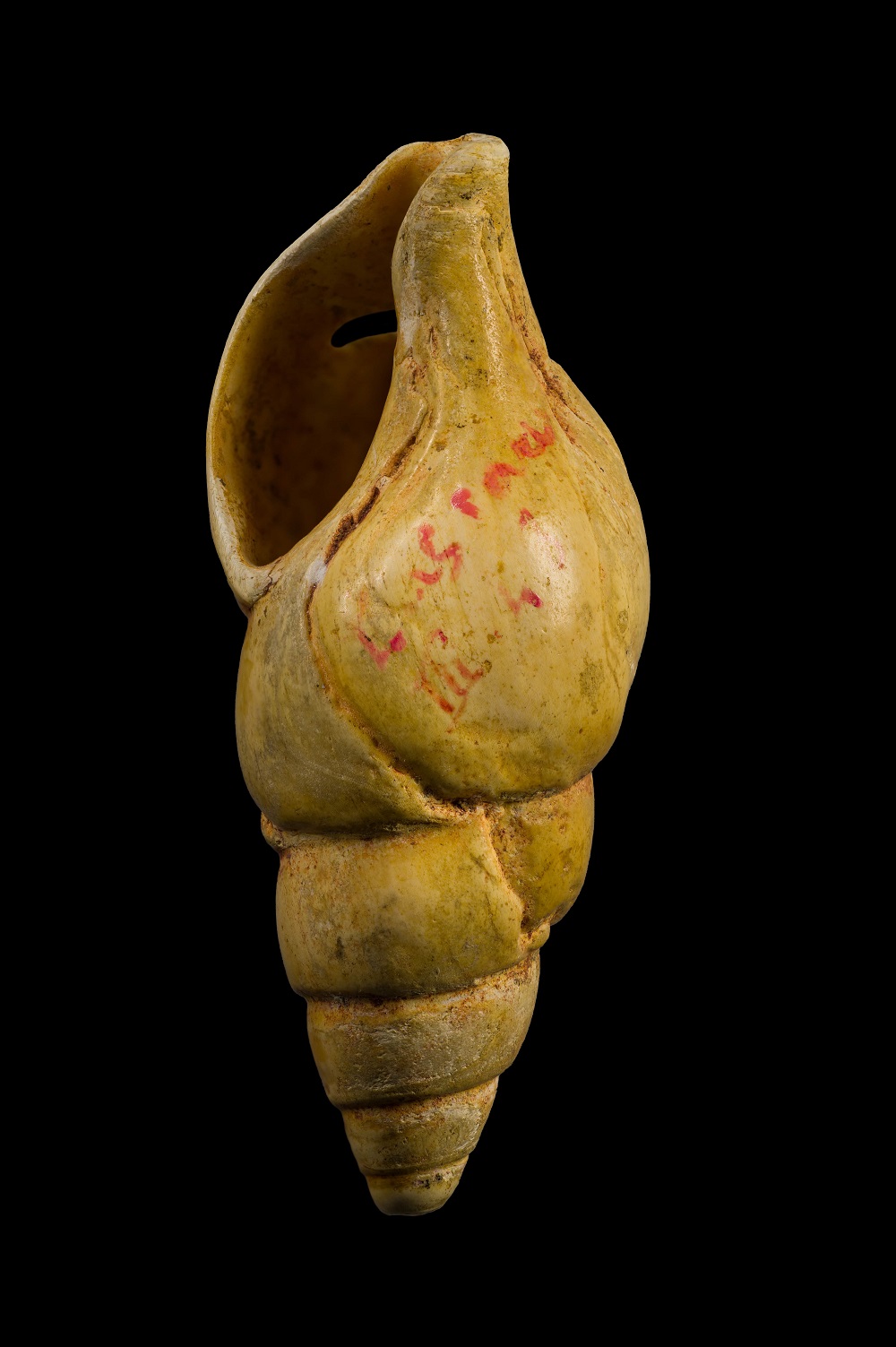 Coquillage Colus gracilis dit "Sipho" entier et percé (Lascaux, puits ; 4,83 x 2,03)