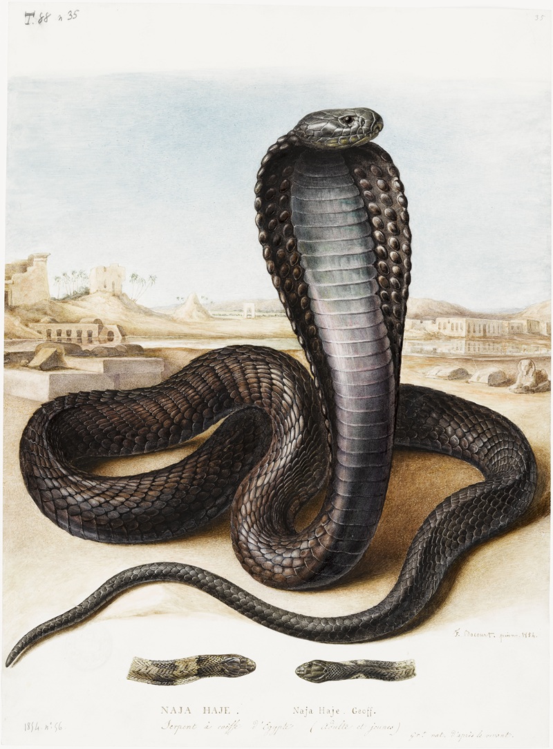 Marie-Firmin Bocourt, Naja Haje. Serpent à coiffe d'Egypte, 1854.  Grandeur naturelle, d'après le vivant.  Vélin ; environ 460 x 330 millimètres.  Muséum national d'Histoire naturelle, Collection des vélins, portefeuille 88, folio 35. Cliché Tony Querrec (GP-Rmn)