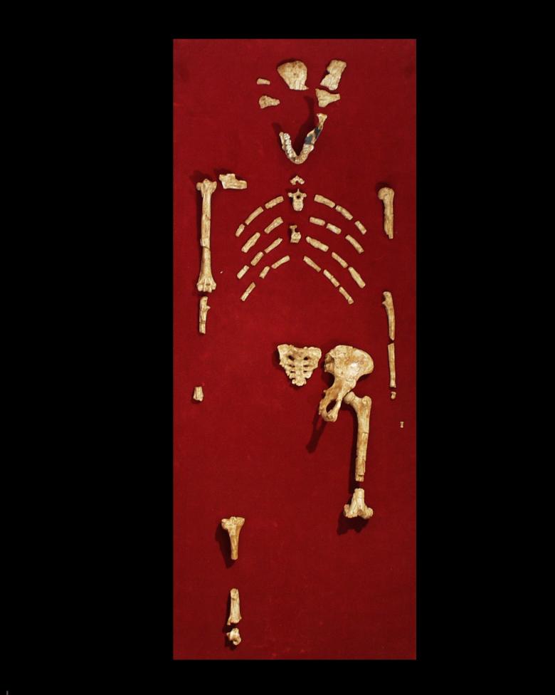 Squelette de Lucy