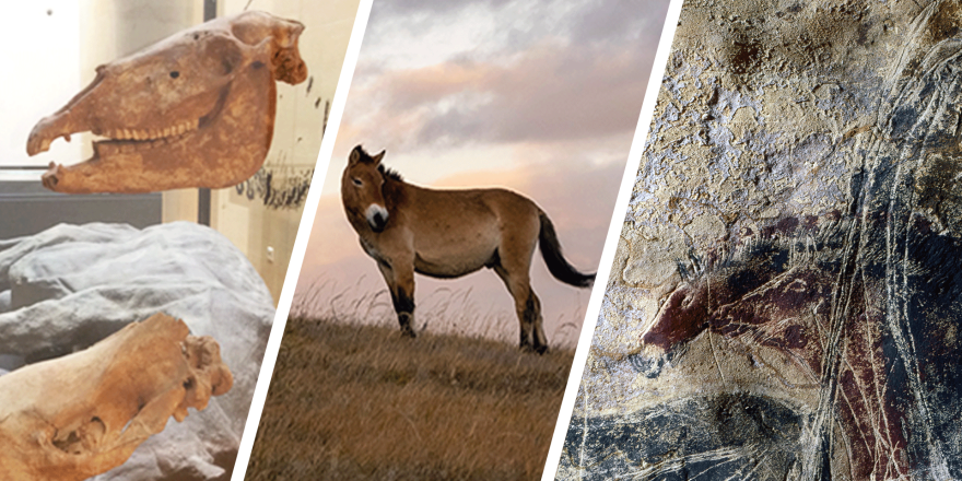 affiche cheval, crâne, art pariétal
