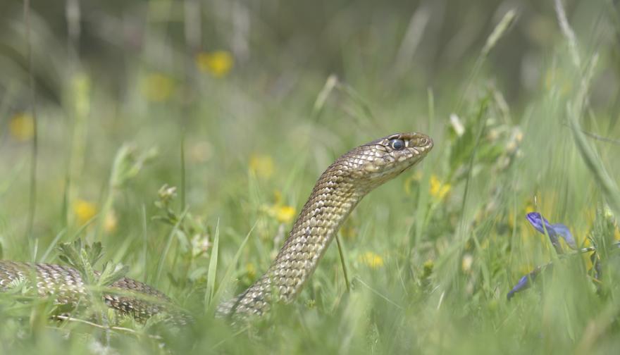Serpents : légendes, rumeurs et vérité