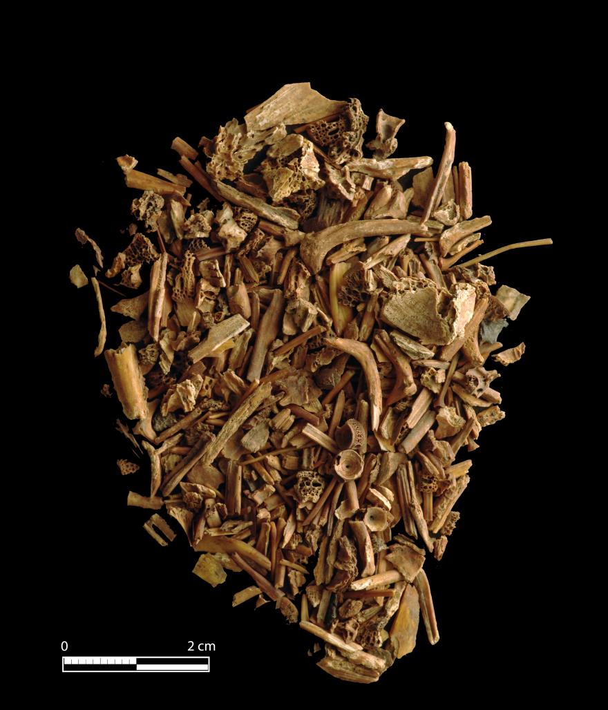 Media Name: figure1.jpg