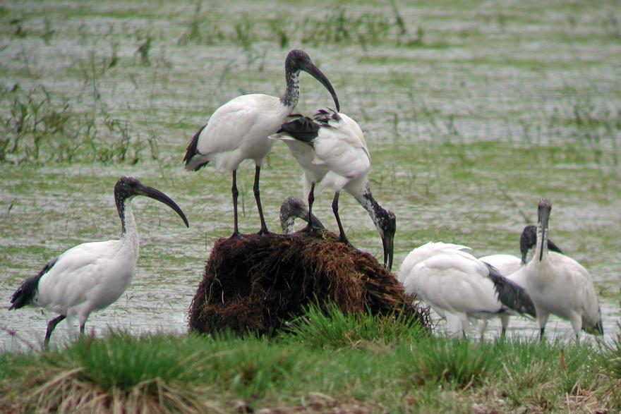 Media Name: ibis_sacres.jpg