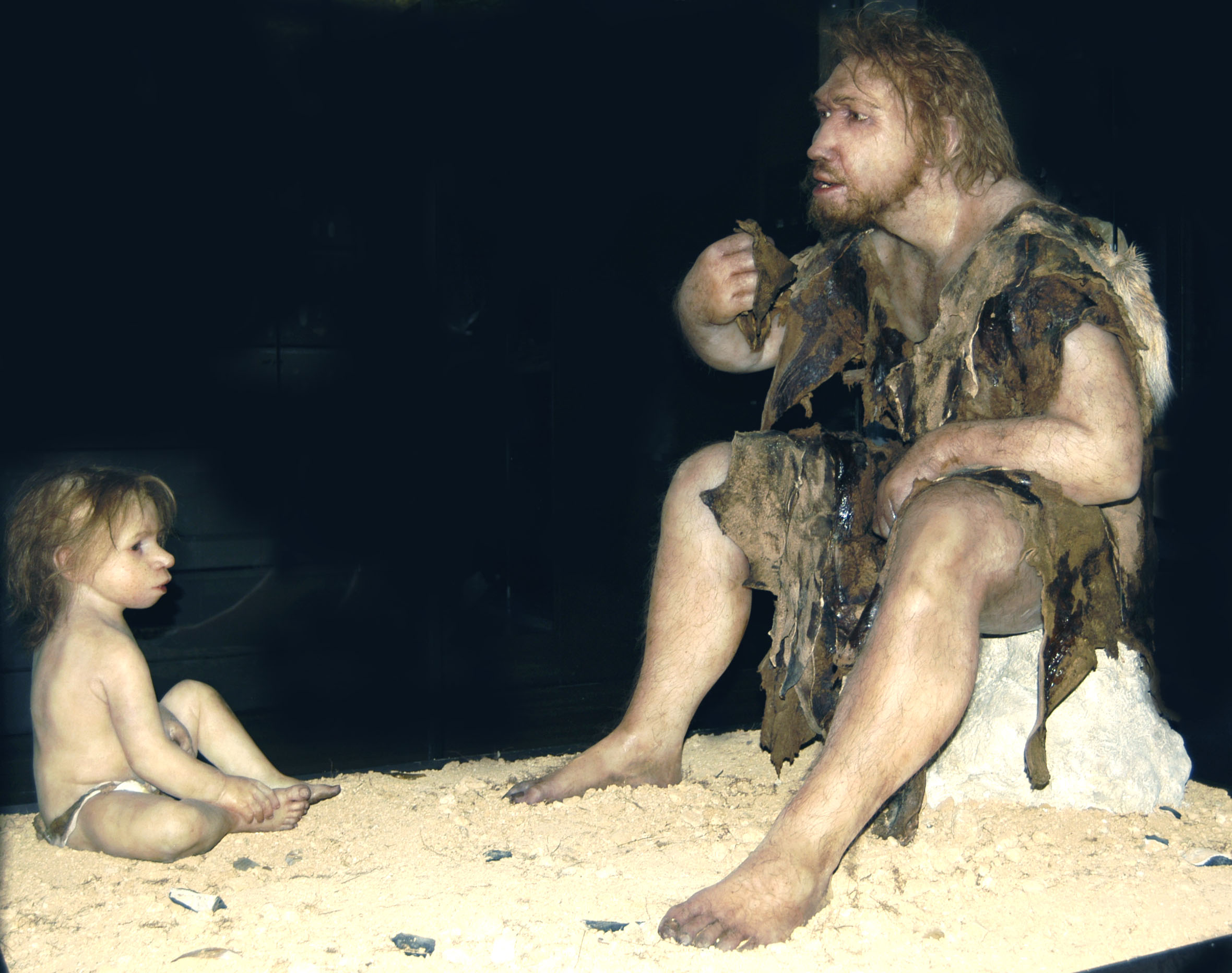 Homme de La Ferrassie 1 / Néandertal