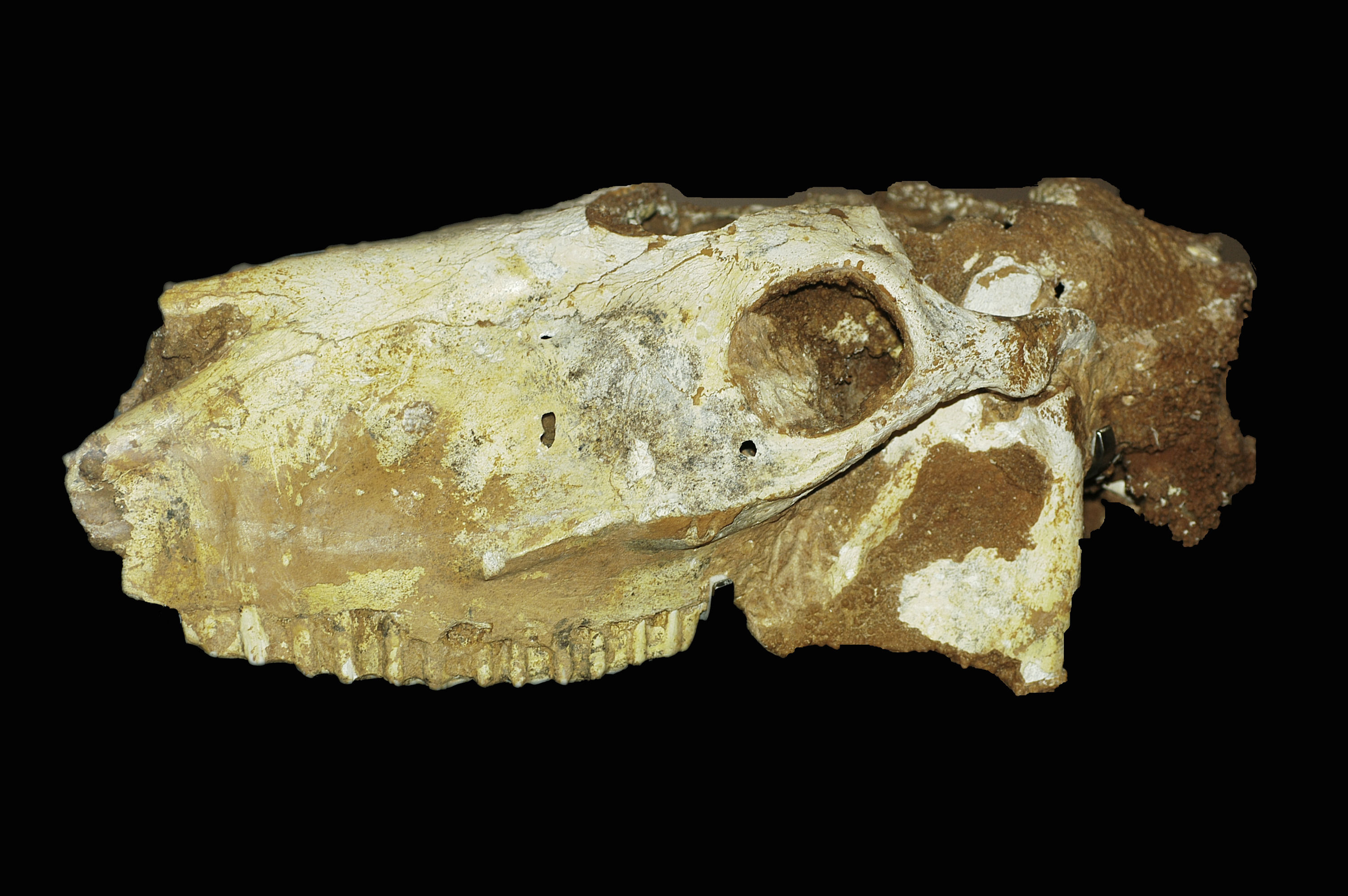 Juin 2024 : Crâne de cheval de Mosbach