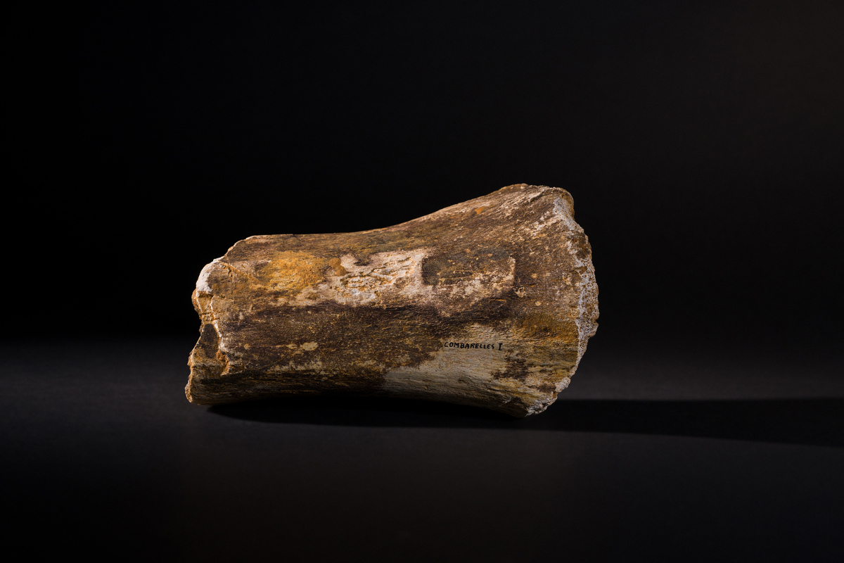 MNP1992-14-112 tibia de mammouth laineux juvénile, Les Combarelles