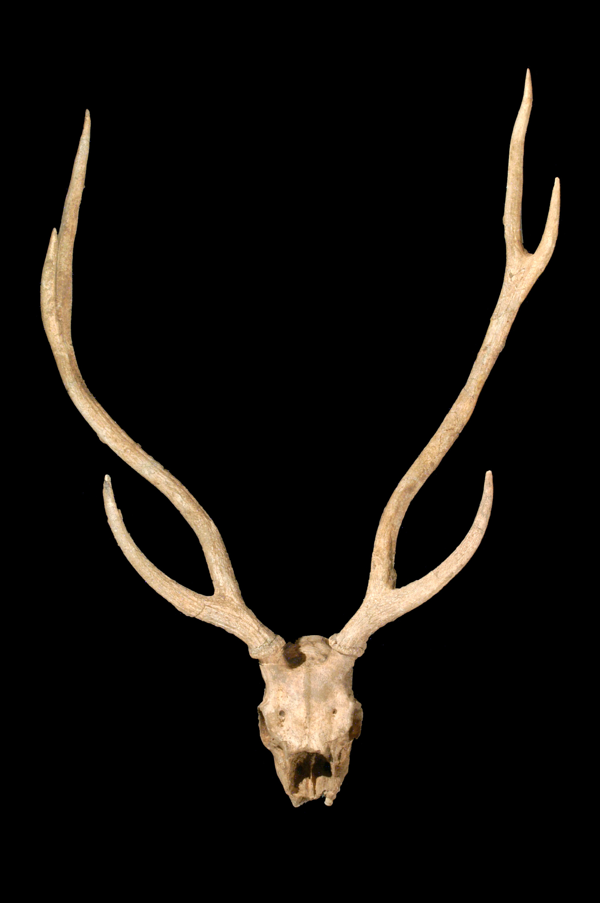 Crâne de metacervoceros rhenanus