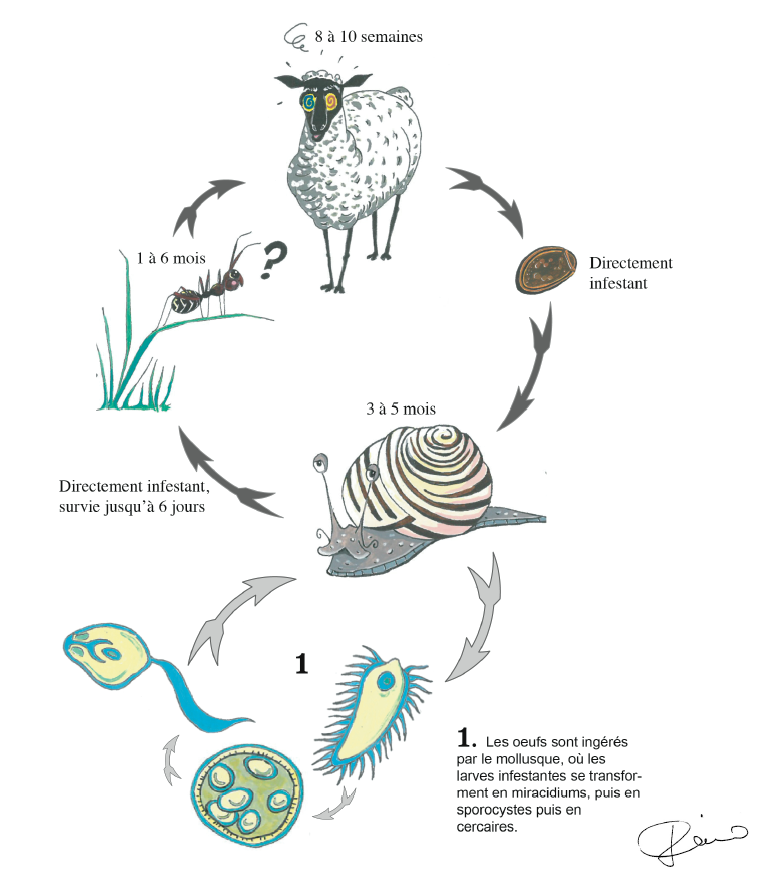 Cycle simplifié de D. lanceolatum , petite douve du foie.PNG