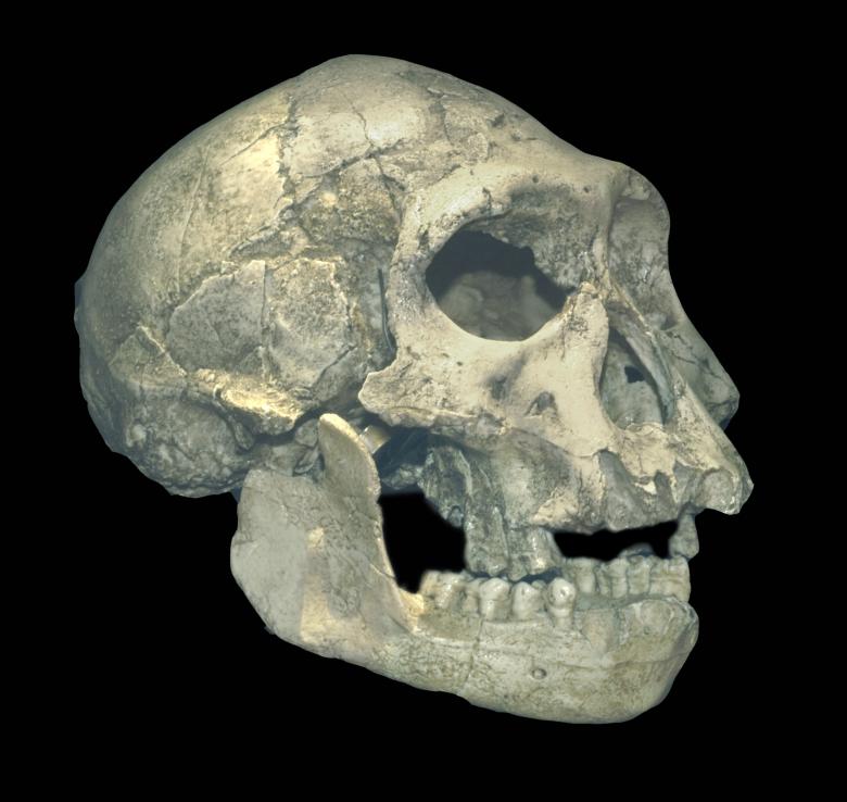 Crâne de Dmanissi