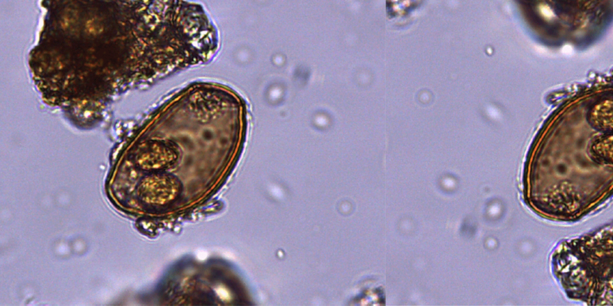 Fig79 -Dicrocoelium lanceolatum 34,9 x 22,2 μm, Els Trocs Espagne, 6e millénaire av. J.-C