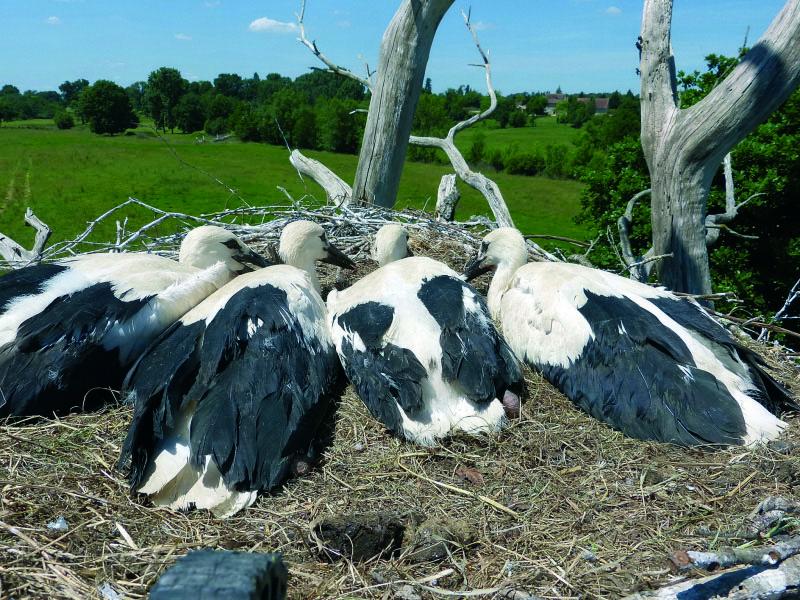 Media Name: cigognes_2.jpg