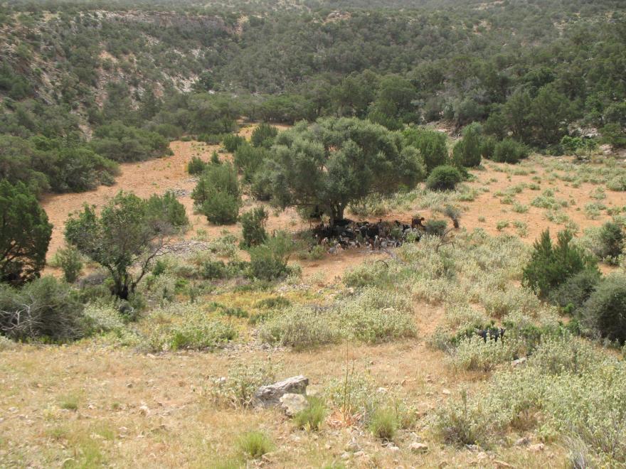 Media Name: edf_samra_pasteurs_de_cyrenaique.jpg