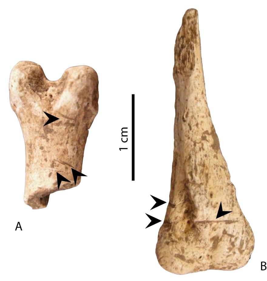 Media Name: fig3_pda.jpg