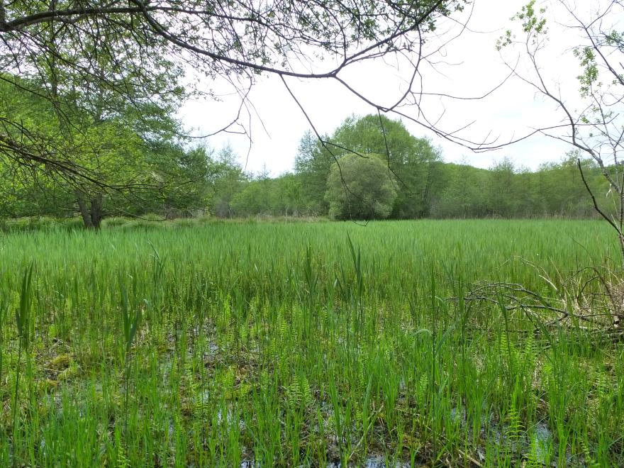 Media Name: p1000382.jpg