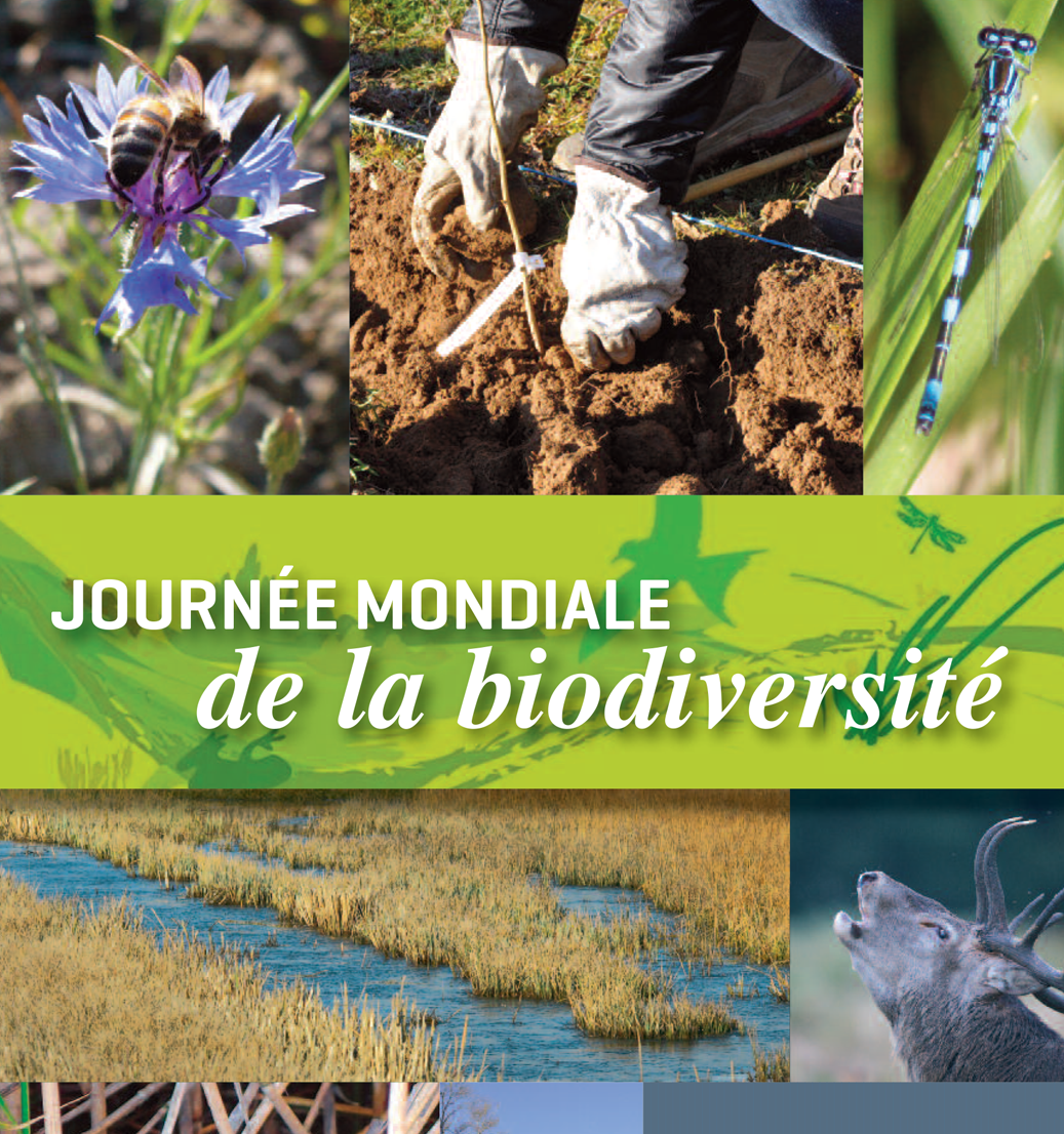 Media Name: thumbnail-journee-biodiversite-1.png